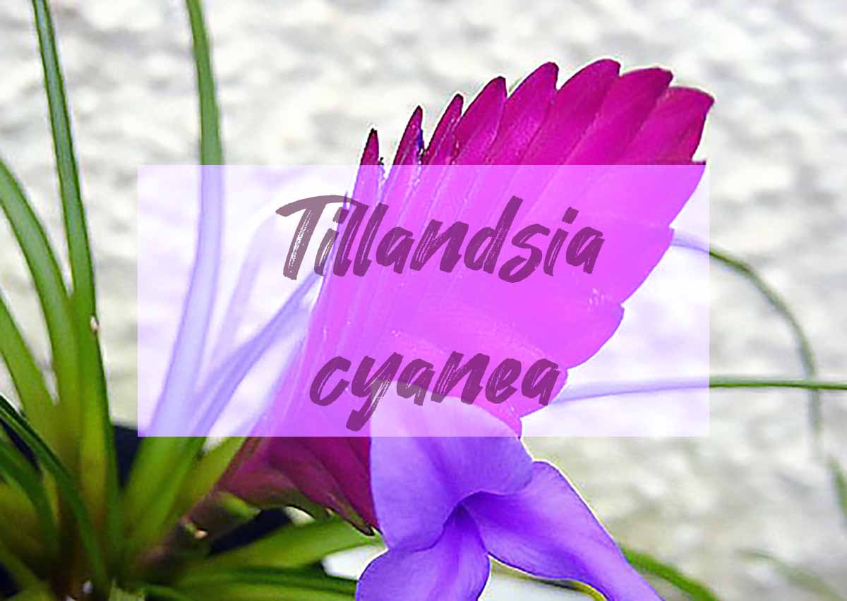 Tillandsia cyanea o Pluma Rosa, cuidados básicos y consejos - Cuidados y cultivo de plantas - Tillandsia cyanea o Pluma Rosa, cuidados básicos y consejos