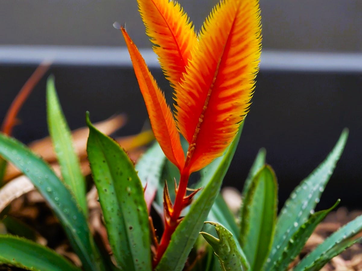 Vriesea carinata o Pluma de indio