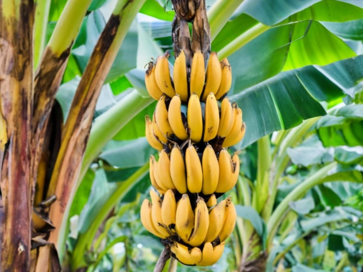 Plantas monocotiledóneas: banano