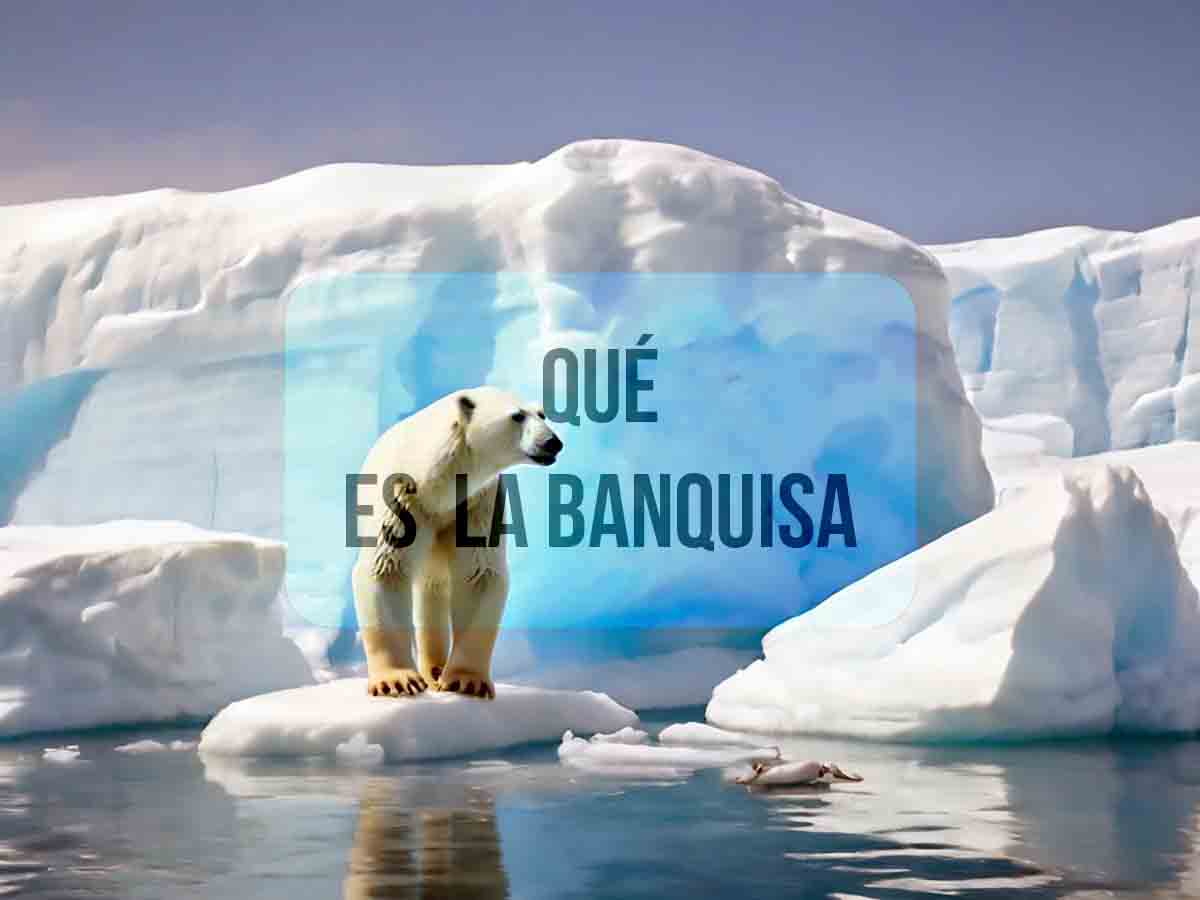 Qué es la Banquisa y cuál es su importancia para el planeta - Ecosistemas - Qué es la Banquisa y cuál es su importancia para el planeta