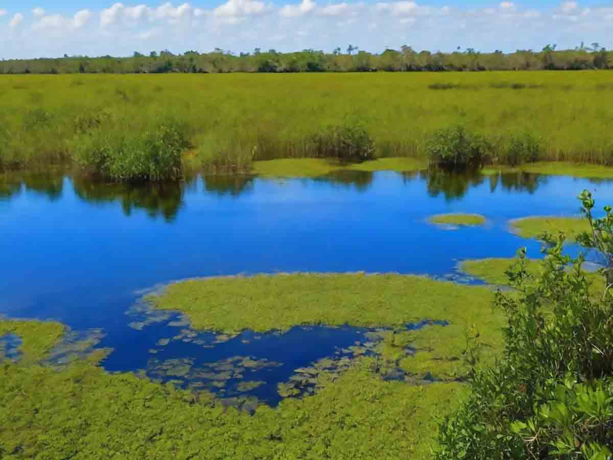 ¿Qué es un ecosistema léntico? características y ejemplos - Ecosistemas - ¿Qué es un ecosistema léntico? características y ejemplos