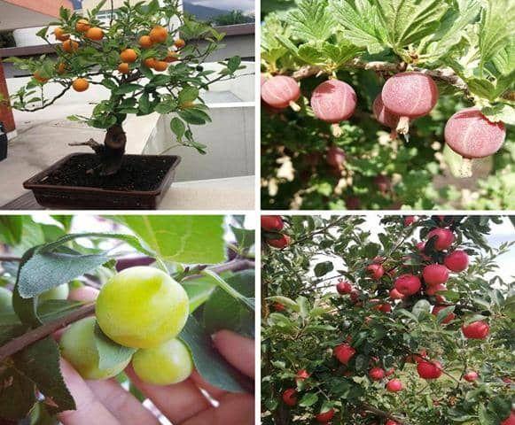 los mejores arboles frutales para tu jardin