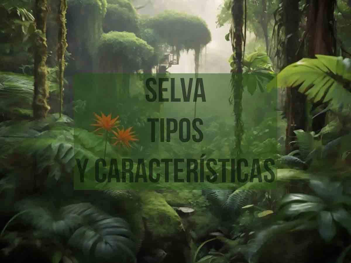 ¿Qué es una Selva? tipos, características y ejemplos -hecho- - Ecosistemas - ¿Qué es una Selva? tipos, características y ejemplos